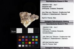 Foto (Objket + Etiketten) von Pithonoton sp. 